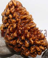 41.5 One Mukhi